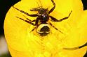 Synaema_globosum_D4930_Z_85_Les Gris_Frankrijk